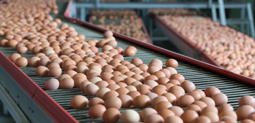 Hundreds of eggs on a factory conveyor belt. 